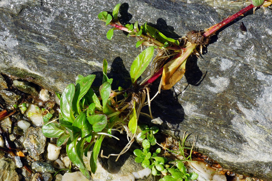 Epilobium obscurum / Garofanino scuro